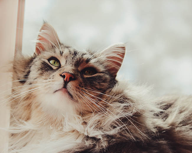 Maine Coon