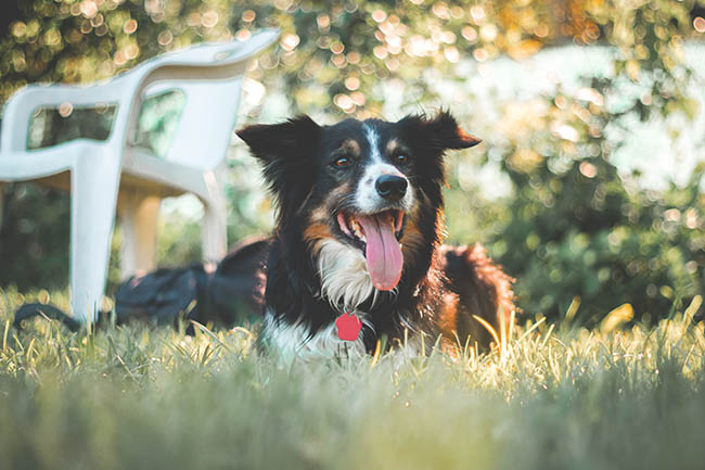 Border Collie