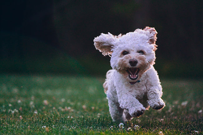 Caniche