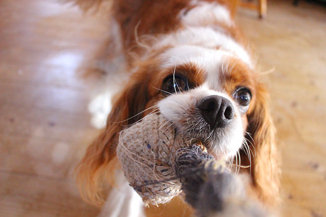 Cavalier King Charles