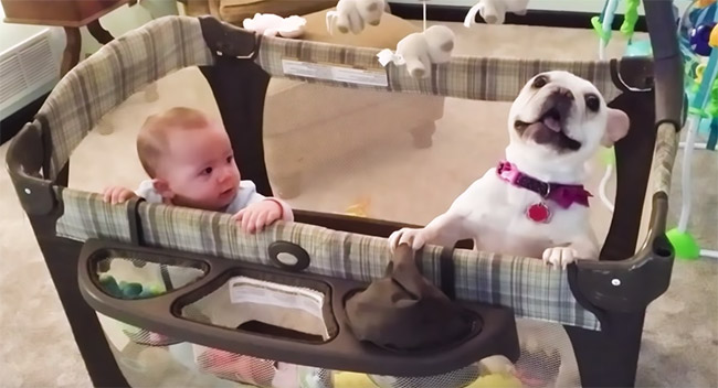 chien et bébé